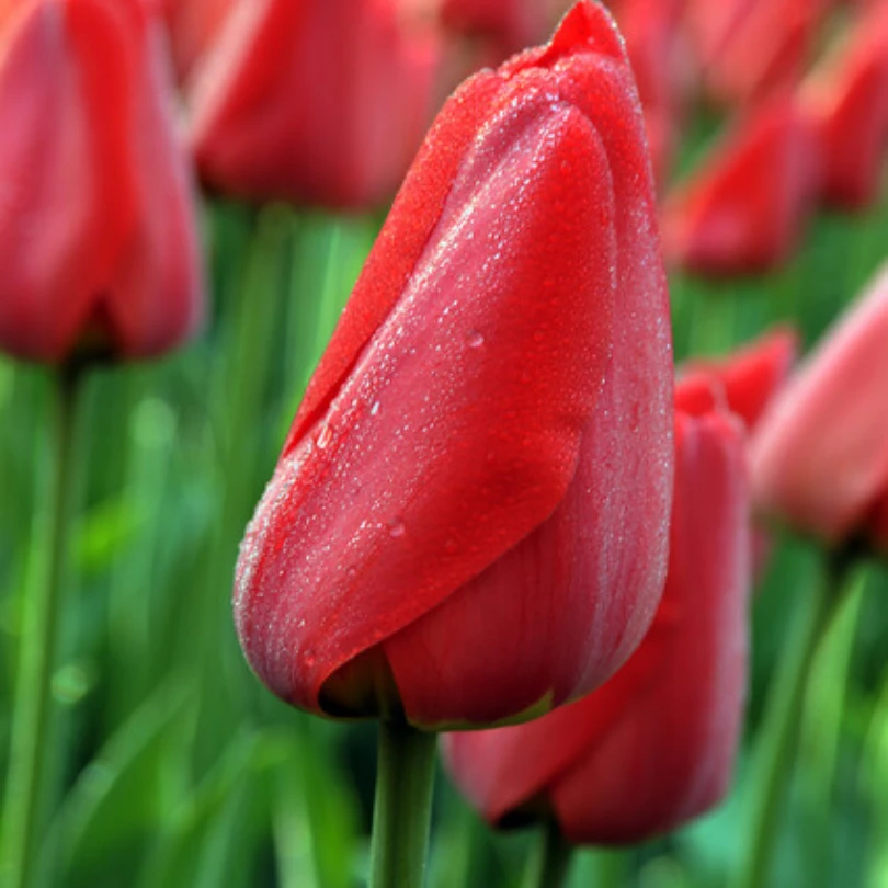 'Parade' Tulip 5 'Parade' Tulip - Image 3