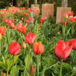 'Parade' Tulip 10 'Parade' Tulip -Garden Plants Store ParadeTulip 2