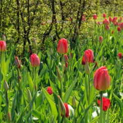 'Parade' Tulip 11 'Parade' Tulip -Garden Plants Store ParadeTulip 5