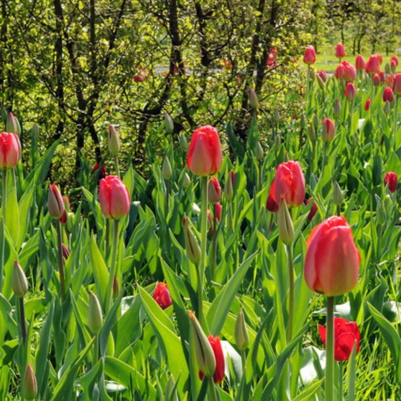 'Parade' Tulip 7 'Parade' Tulip - Image 5