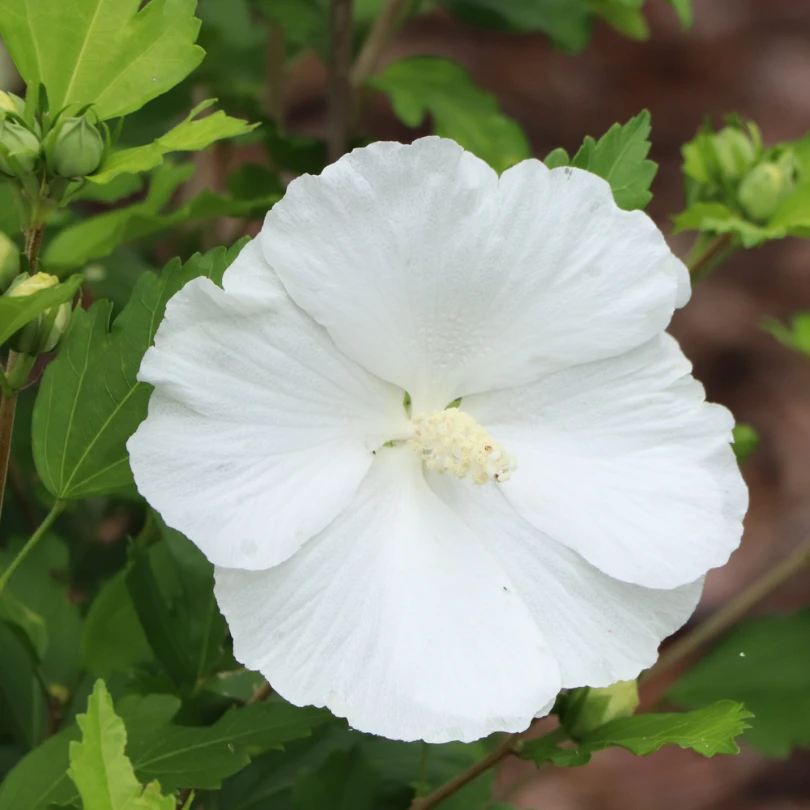 Paraplu® Pure White Rose Of Sharon (Hibiscus) 3 Paraplu® Pure White Rose Of Sharon (Hibiscus)