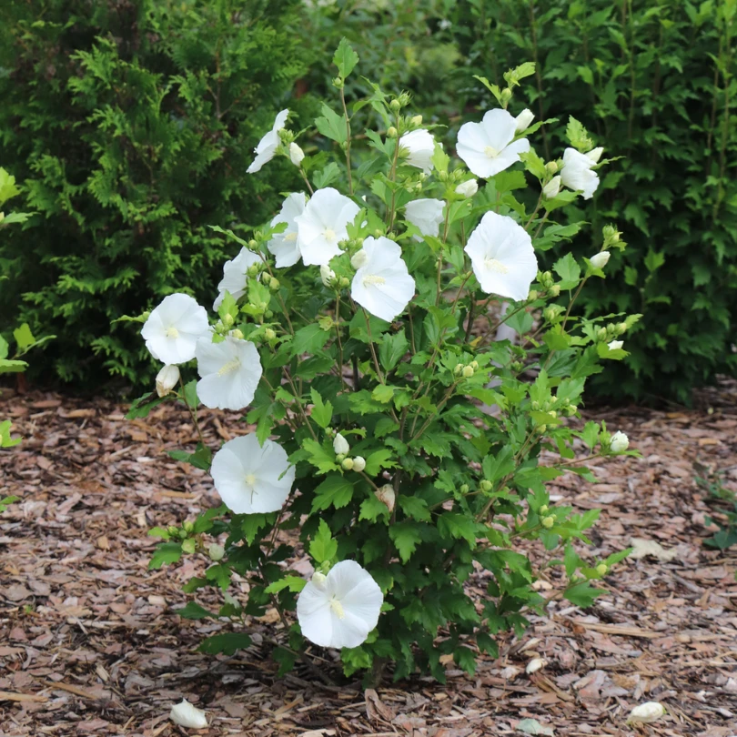 Paraplu® Pure White Rose Of Sharon (Hibiscus) 6 Paraplu® Pure White Rose Of Sharon (Hibiscus) - Image 4
