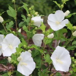 Paraplu® Pure White Rose Of Sharon (Hibiscus) 10 Paraplu® Pure White Rose Of Sharon (Hibiscus) -Garden Plants Store Paraplu PureWhiteRoseofSharon Hibiscus 3