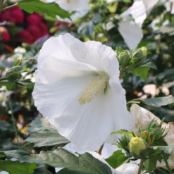 Paraplu® Pure White Rose Of Sharon (Hibiscus) 12 Paraplu® Pure White Rose Of Sharon (Hibiscus) -Garden Plants Store Paraplu PureWhiteRoseofSharon Hibiscus 4