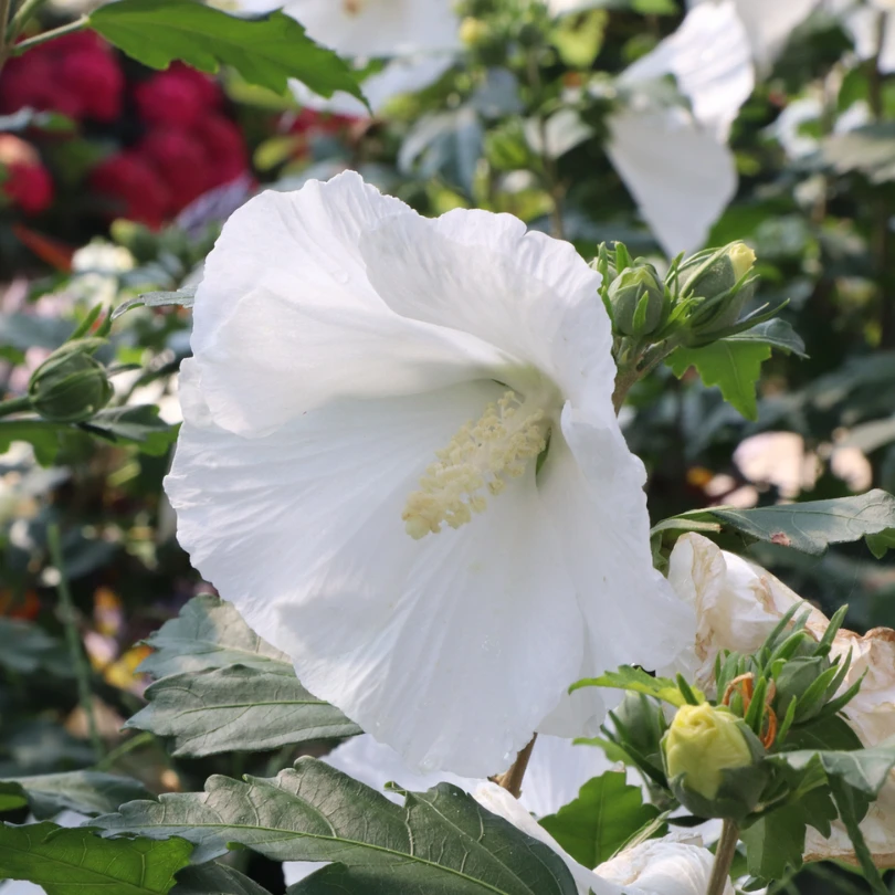 Paraplu® Pure White Rose Of Sharon (Hibiscus) 7 Paraplu® Pure White Rose Of Sharon (Hibiscus) - Image 5