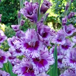 'Passos' Gladiolus