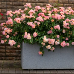 Peach Drift® Rose -Garden Plants Store Peach Drift Ground Cover Rose