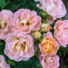 Peach Drift® Rose 2 Peach Drift® Rose -Garden Plants Store Peach Drift Ground Cover Rose 2
