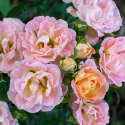 Peach Drift® Rose