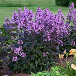 'Midnight Masquerade' Beardtongue -Garden Plants Store Penstemon Midnight Masquerade 3 P
