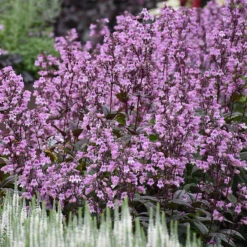 'Midnight Masquerade' Beardtongue -Garden Plants Store Penstemon Midnight Masquerade 4 P