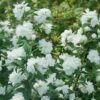 Illuminati Arch® Mock Orange -Garden Plants Store Philadelphus Illuminati Arch 1