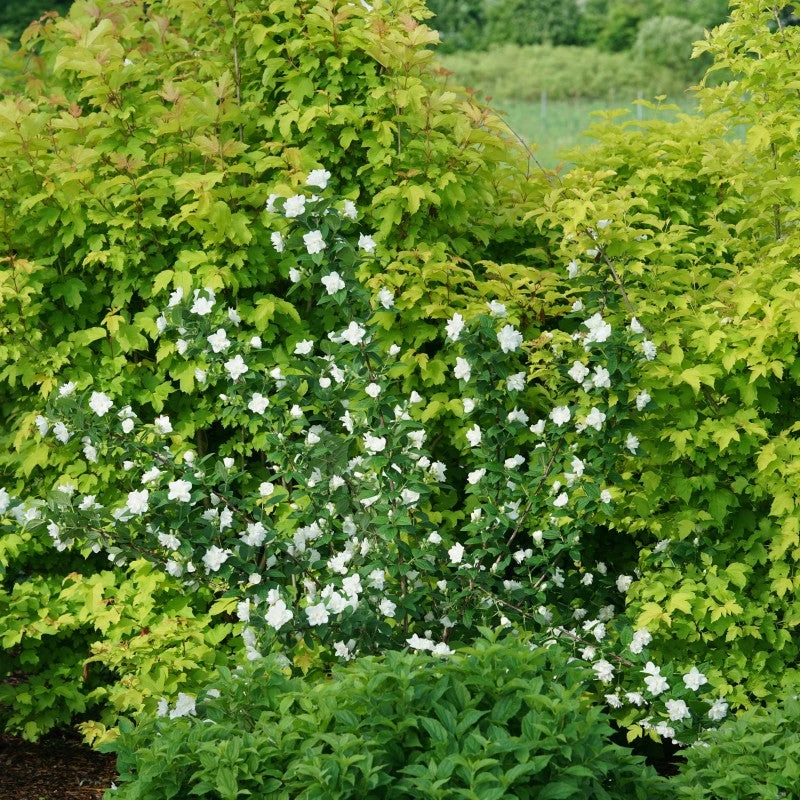 Illuminati Arch® Mock Orange 4 Illuminati Arch® Mock Orange - Image 2