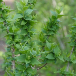 Illuminati Arch® Mock Orange 8 Illuminati Arch® Mock Orange -Garden Plants Store Philadelphus Illuminati Arch 3