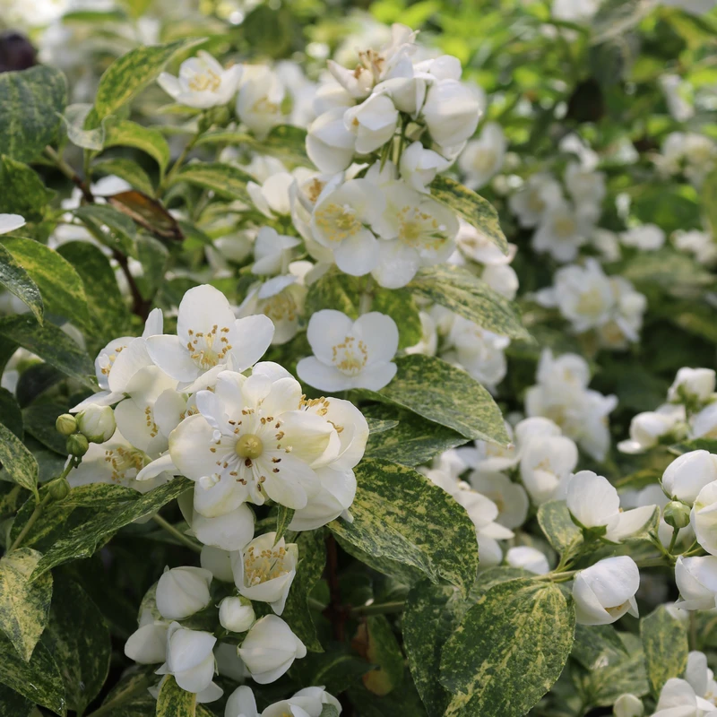 Illuminati Sparks™ Mock Orange 3 Illuminati Sparks™ Mock Orange