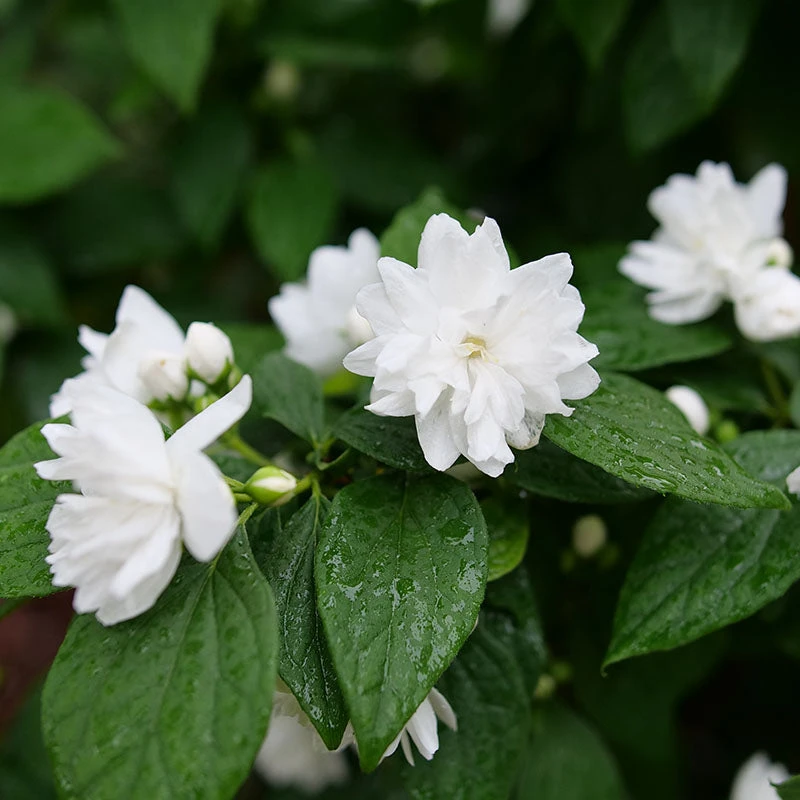 Illuminati Spice™ Mock Orange 4 Illuminati Spice™ Mock Orange - Image 2