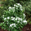 Illuminati Spice™ Mock Orange 2 Illuminati Spice™ Mock Orange -Garden Plants Store Philadelphus Illuminati Spice P1173262
