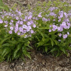 'Opening Act Blush' Hybrid Phlox 10 'Opening Act Blush' Hybrid Phlox -Garden Plants Store Phlox Opening Act Blush 1
