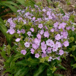 'Opening Act Blush' Hybrid Phlox 12 'Opening Act Blush' Hybrid Phlox -Garden Plants Store Phlox Opening Act Blush 2