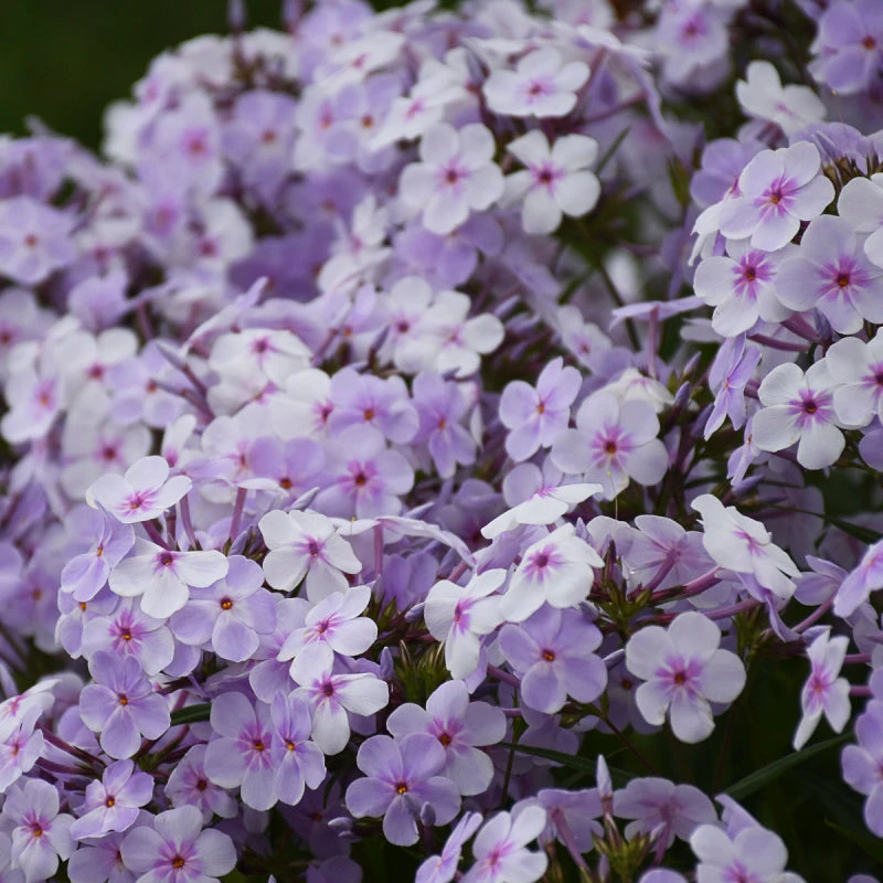 'Opening Act Pink-A-Dot' Hybrid Phlox 3 'Opening Act Pink-A-Dot' Hybrid Phlox
