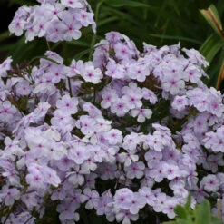 'Opening Act Pink-A-Dot' Hybrid Phlox 10 'Opening Act Pink-A-Dot' Hybrid Phlox -Garden Plants Store Phlox Opening Act Pink a Dot 3