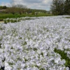 'May Breeze' Woodland Phlox