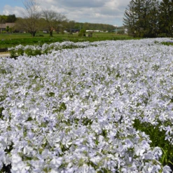 'May Breeze' Woodland Phlox
