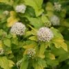 Festivus Gold® Ninebark -Garden Plants Store Physocarpus Festivus Gold 1 sw