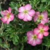 Happy Face Hearts® Potentilla 2 Happy Face Hearts® Potentilla -Garden Plants Store Potentilla Happy Face Hearts 1 P sw