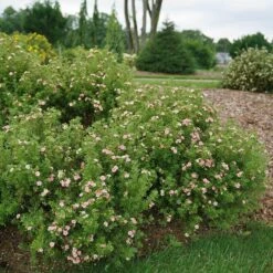 Happy Face® Pink Paradise Potentilla -Garden Plants Store Potentilla Happy Face Pink Paradise 3 P sw