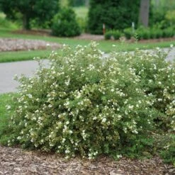 Happy Face® White Potentilla 10 Happy Face® White Potentilla -Garden Plants Store Potentilla Happy Face White 3 P sw