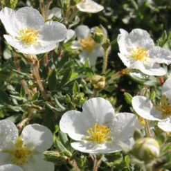 Happy Face® White Potentilla 11 Happy Face® White Potentilla -Garden Plants Store Potentilla Happy Face White 4 P sw