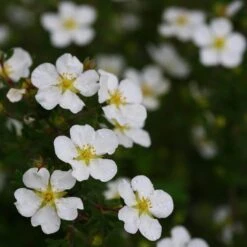 Happy Face® White Potentilla 12 Happy Face® White Potentilla -Garden Plants Store Potentilla Happy Face White 5 P sw