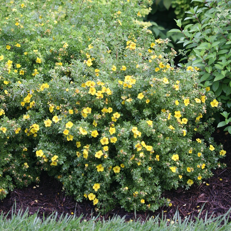 Happy Face® Yellow Potentilla 4 Happy Face® Yellow Potentilla - Image 2