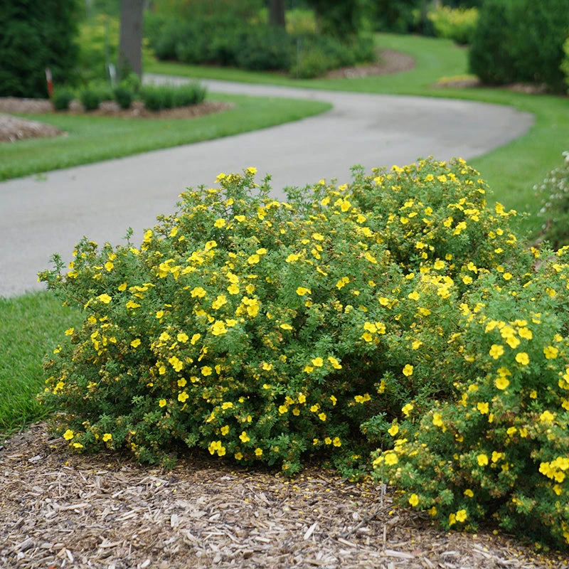 Happy Face® Yellow Potentilla 5 Happy Face® Yellow Potentilla - Image 3