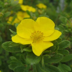 Happy Face® Yellow Potentilla 13 Happy Face® Yellow Potentilla -Garden Plants Store Potentilla Happy Face Yellow 5 P
