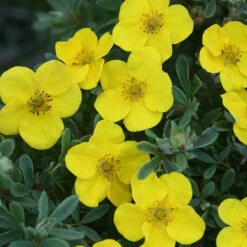 Happy Face® Yellow Potentilla 14 Happy Face® Yellow Potentilla -Garden Plants Store Potentilla Happy Face Yellow 6 P