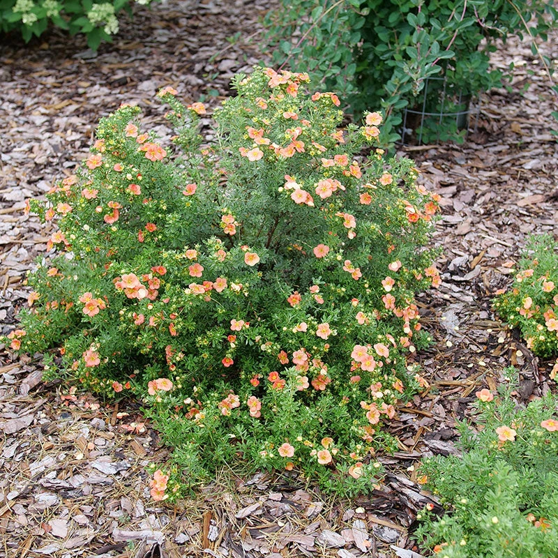 Happy Face® Orange Potentilla 6 Happy Face® Orange Potentilla - Image 4