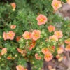 Happy FaceĀ® Orange Potentilla 2 Happy FaceĀ® Orange Potentilla -Garden Plants Store Potentilla Happy Face Orange P1238460