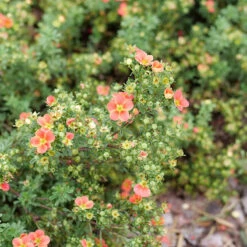 Happy Face® Orange Potentilla 9 Happy Face® Orange Potentilla -Garden Plants Store Potentilla Happy Face Orange P1239060