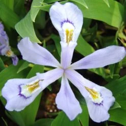 'Powder Blue Giant' Dwarf Crested Iris