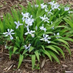 'Powder Blue Giant' Dwarf Crested Iris -Garden Plants Store PowderBlueGiant DwarfCrestedIris Iriscristata 3