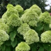 Powerball™ Panicle Hydrangea -Garden Plants Store Powerball PanicleHydrangea
