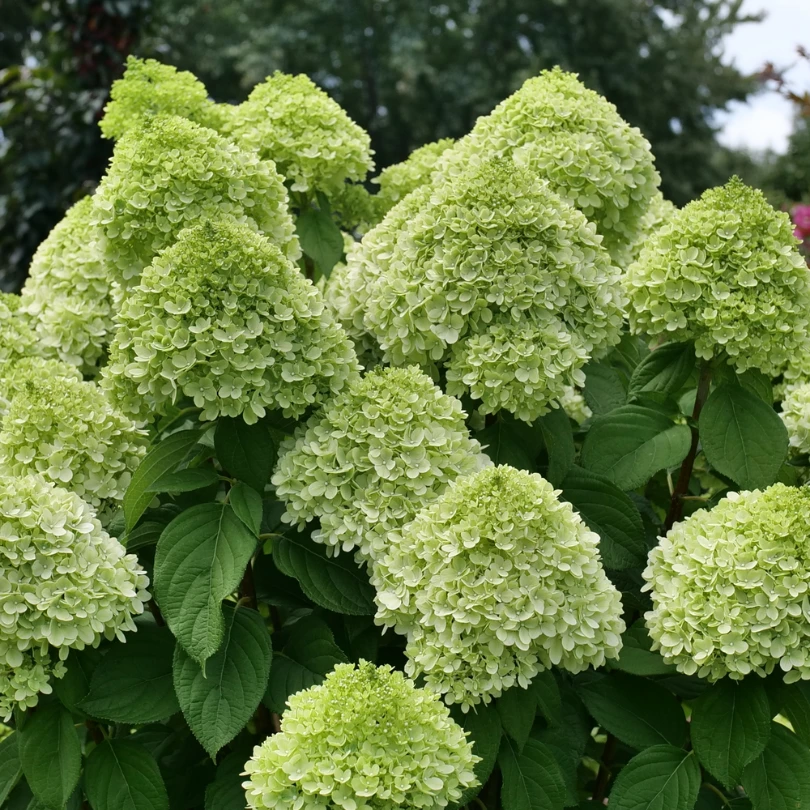 Powerball™ Panicle Hydrangea 3 Powerball™ Panicle Hydrangea