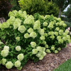 Powerball™ Panicle Hydrangea 11 Powerball™ Panicle Hydrangea -Garden Plants Store Powerball PanicleHydrangea 1