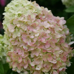 Powerball™ Panicle Hydrangea 10 Powerball™ Panicle Hydrangea -Garden Plants Store Powerball PanicleHydrangea 2