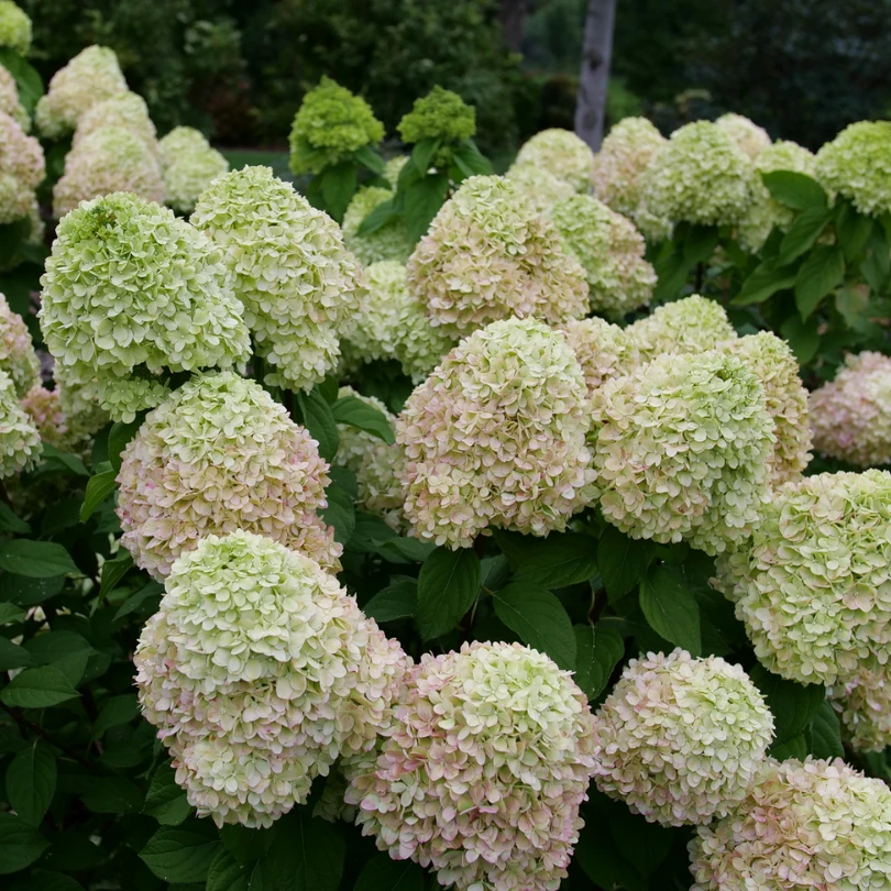 Powerball™ Panicle Hydrangea 4 Powerball™ Panicle Hydrangea - Image 2