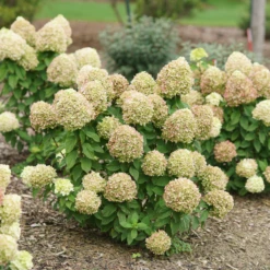 Powerball™ Panicle Hydrangea 12 Powerball™ Panicle Hydrangea -Garden Plants Store Powerball Panicle Hydrangea