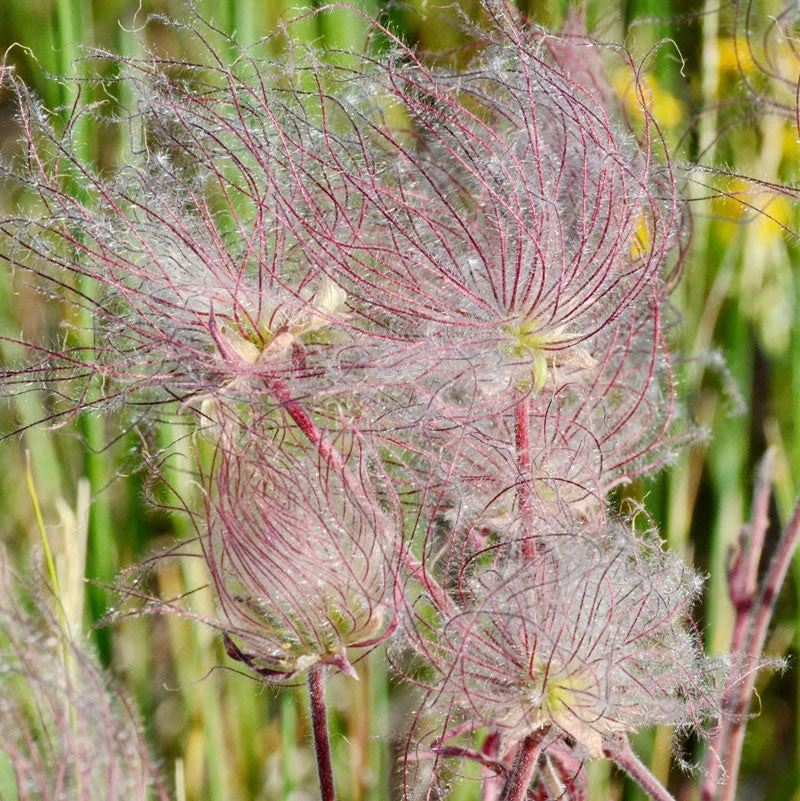 Prairie Smoke Geum 4 Prairie Smoke Geum - Image 2