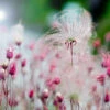 Prairie Smoke Geum -Garden Plants Store Prairie smoke geum 2